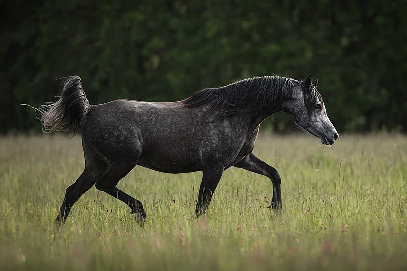 Blog despre cai arabi