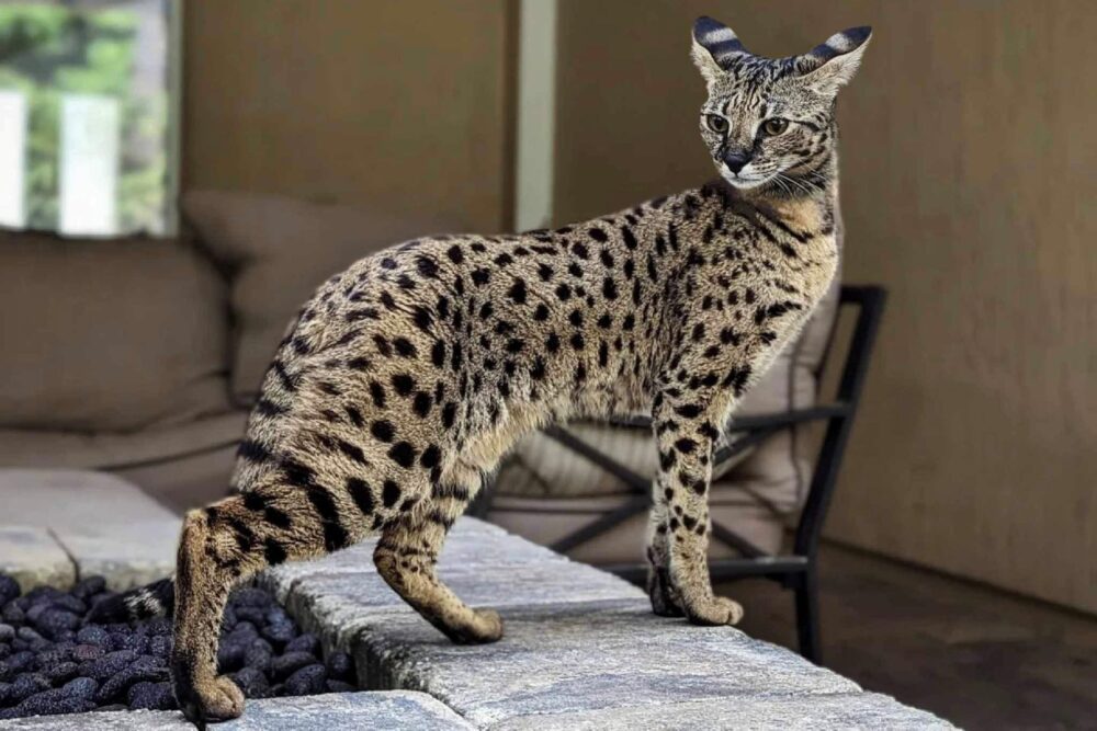 Care Este Cea Mai Scumpă Pisică