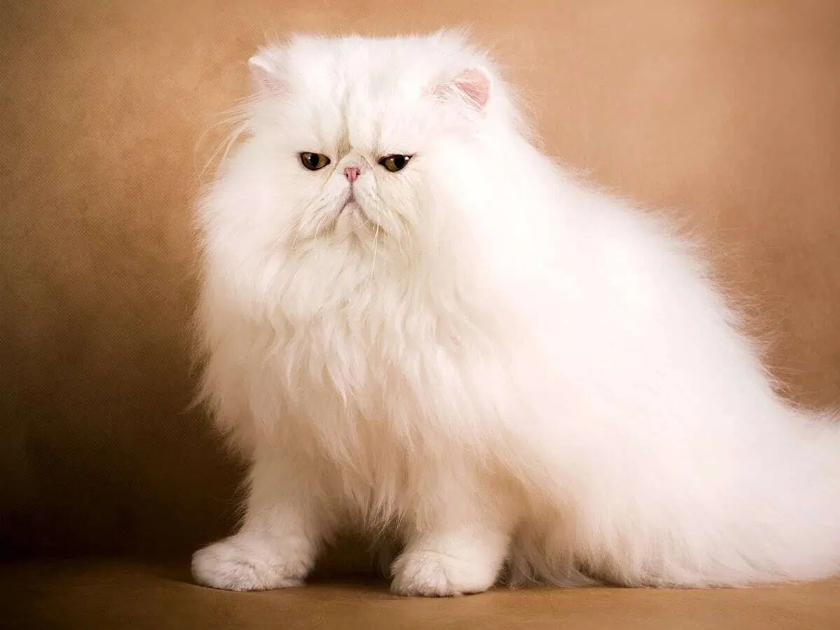 Cât costă cea mai scumpă pisică Blog