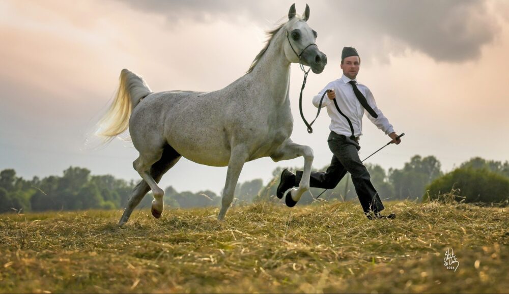 Crescătoria de cai arabi