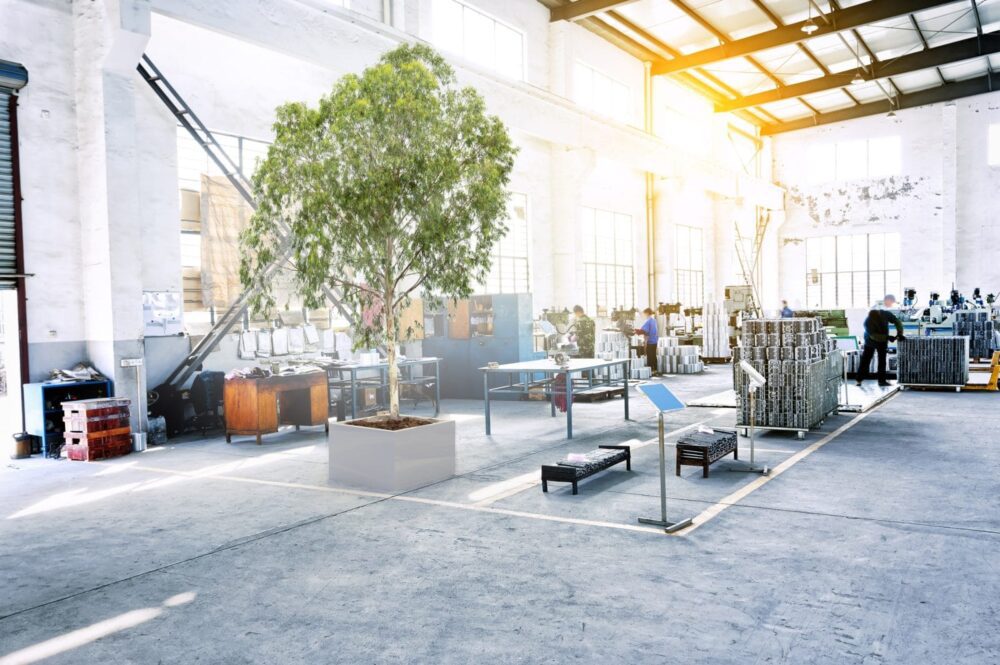 Cum să stabilizezi plantele