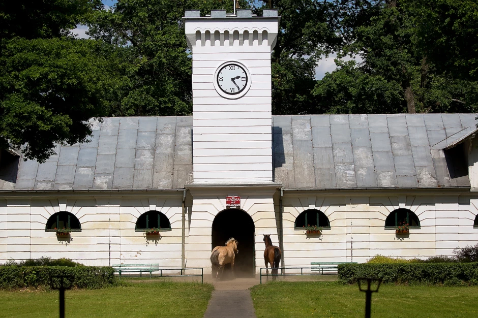 Herghelii de cai arabi în Polonia