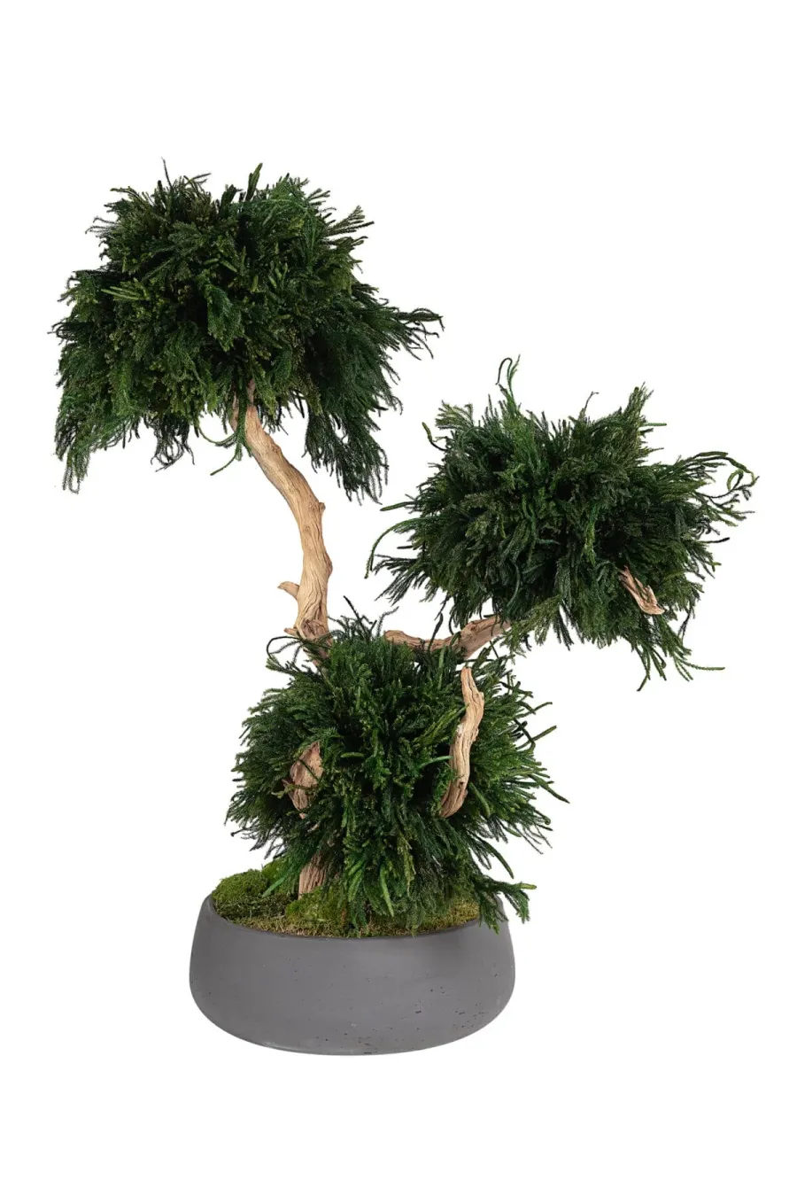 În ce constă stabilizarea plantelor