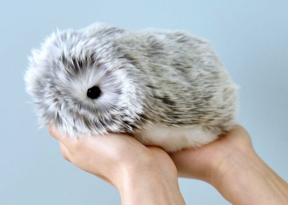 Moflin Poate Fi Cumpărat În Polonia