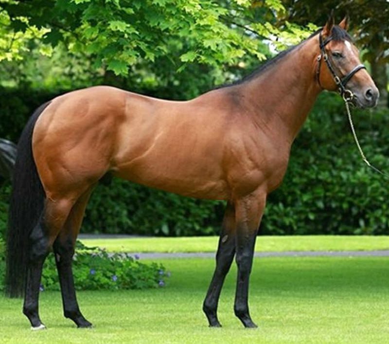 Temperamentul Pursângeului