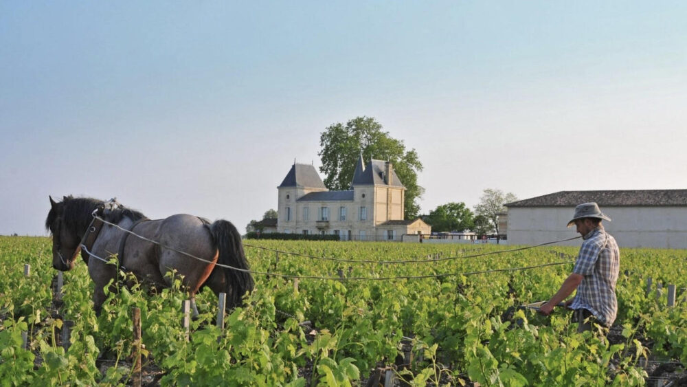 Vin Chateau Margaux Preț